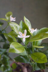 Calamondin in bloom, Citrofortunella microcarpa,  with white flowers, ornamental bonsai houseplant native to Southern China