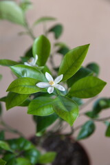Calamondin in bloom, Citrofortunella microcarpa,  with white flowers, ornamental bonsai houseplant native to Southern China