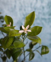 Calamondin in bloom, Citrofortunella microcarpa,  with white flowers, ornamental bonsai houseplant native to Southern China