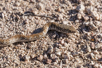 Red Racer Snake Head On Desert Sand And Gravel