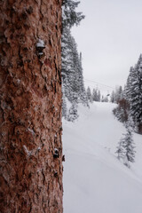Skiing at Vail Colorado in Winter.