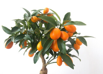 Kumquat tree, with orange fruit, fortunella margarita, ornamental houseplant native to Southern China, on white background