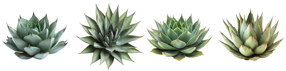 Variety of Succulent Plants Displayed in a Row on White Background