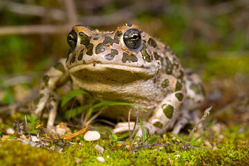emerald toad in the rain, European green toad (Bufo viridis)  Saedinia, Italy. 