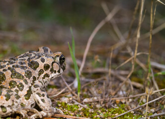emerald toad in the rain, European green toad (Bufo viridis)  Saedinia, Italy. 