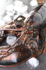 Raw lobster and ice cubes on grey textured table, closeup