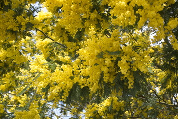 Acacia dealbata in bloom, Acacia derwentii  with yellow flowers , mimosa tree