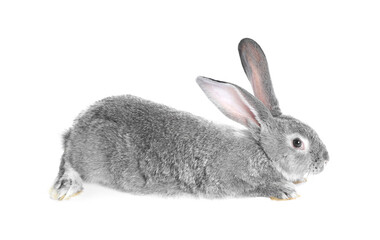 Fluffy grey rabbit on white background. Cute pet
