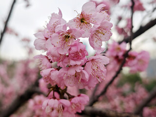 groups of pink sakura blossom on the branch in spring day