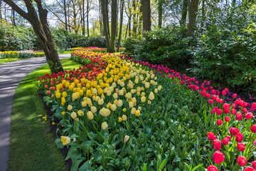 Spring tulip bulb field in garden at Lisse near Amsterdam Holland Netherlands