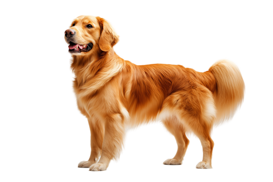 Playful Golden Retriever: Lively Brown Fur Canine Portrait in Studio Shot | Cute Family Pet Smiles Isolated with Paw-sitive Energy