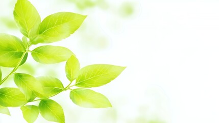 Bright Green Leaves on White Background