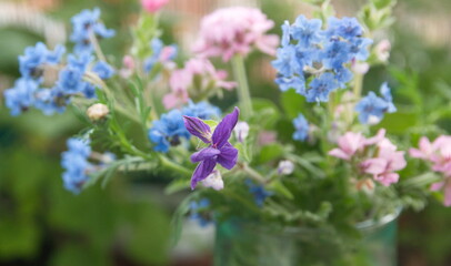 Bouquet of wild and garden flowers  - chinese forget-me-not,  ornamental sage