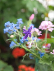 Bouquet of wild and garden flowers  - chinese forget-me-not, salvia, scented pelargonium