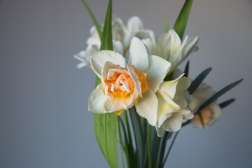 Bouquet of white Freesia and narcissus, in bloom