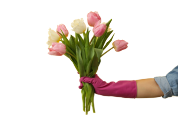 Spring cleaning, bouquet of tulips in a hand in a rubber glove isolated on a white background, PNG