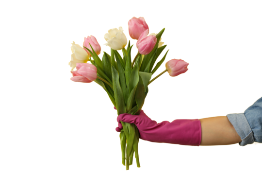 Spring cleaning, bouquet of tulips in a hand in a rubber glove isolated on a white background, PNG