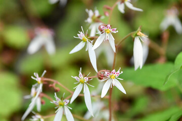 ユキノシタ　Strawberry Geranium	
