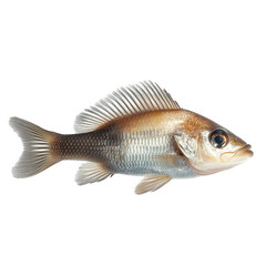 Fototapeta premium a fish. showcasing its detailed features such as scales. fins. and coloration against a plain white background it serves as an educational reference for marine biology or fishing enthusiasts