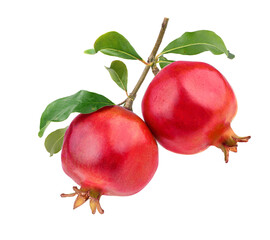 Pomegranate hanging on tree isolated on white.