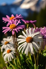 Obraz premium Beautiful colorful wild flowers with snow mountain in Spring.