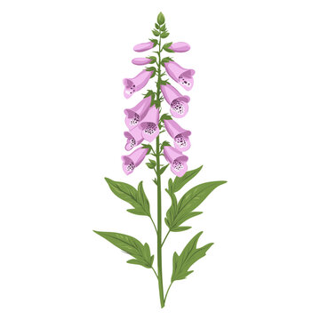 pink foxglove flower stem isolated clip art preview