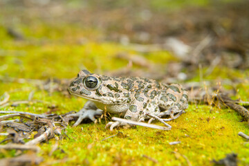 emerald toad in the rain, European green toad (Bufo viridis)  Saedinia, Italy. 