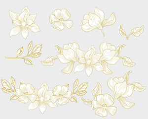 Hand Drawn Elegant Magnolia Flower