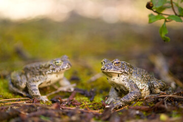 emerald toad in the rain, European green toad (Bufo viridis)  Saedinia, Italy. 