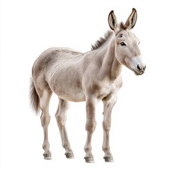 Fototapeta premium Beautiful Grey Horse in Pasture: Adorable Domestic Equine Profile Displaying Loyalty and Elegance