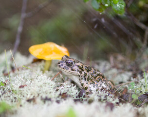 emerald toad in the rain, European green toad (Bufo viridis)  Saedinia, Italy. 