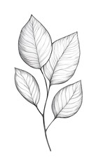 Fototapeta premium Botanical Line Drawing Leaves