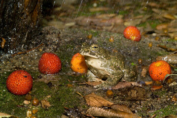 emerald toad in the rain, European green toad (Bufo viridis)  Saedinia, Italy. 