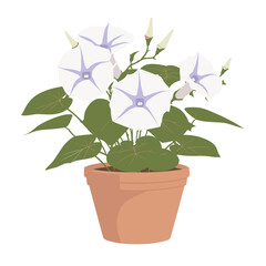 Fototapeta premium Potted plant white morning glory flowers illustration potted leaves vector