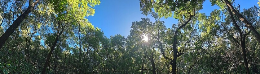 Obraz premium Looking up at lush green treetops in a vibrant forest with sunlight filtering through the foliage