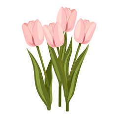 Pink Tulips tulip illustration flower vector
