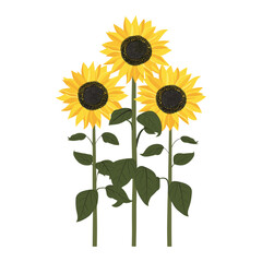 Obraz premium Sunflowers illustration plant botanical vector