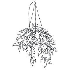 Hanging plant illustration sketch line vector