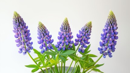 Fototapeta premium Beautiful colorful flowers in Spring.