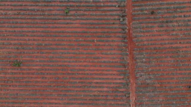 Panoramic overhead view of blue agave plantation for tequila. Drone camera flies over the plantation in a traveling movement