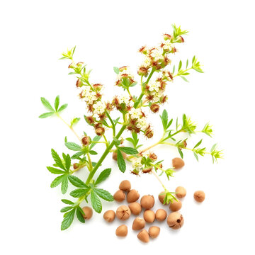 Marjoram plant and seeds isolated on white. Origanum majorana, Majorana hortensis Moench, Majorana majorana cold-sensitive perennial herb or undershrub with sweet pine and citrus flavors. Digital art