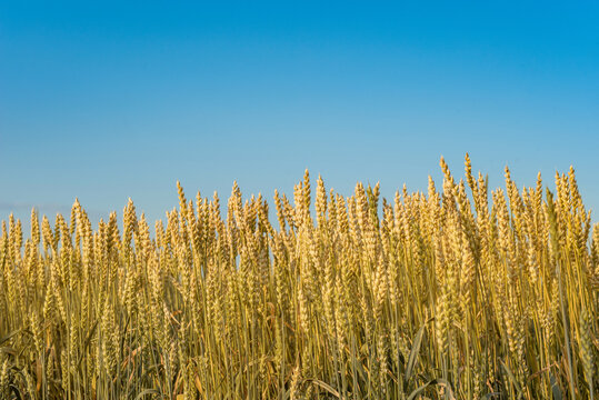 a field of ripe yellow wheat against a blue sky. Selective focus