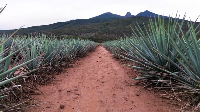 Blue agave plants for tequila in a plantation with a mountain in the background. Camera moves among the plants and rises to a general view of the crop