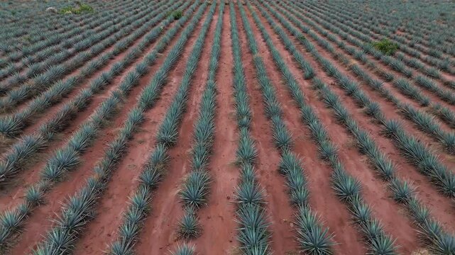 Low altitude aerial view of blue agave plantation for tequila. Drone camera backing up quickly