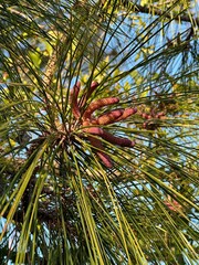 close up of palm trees