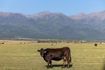 Cow in pasture in mountains Colorado ranch