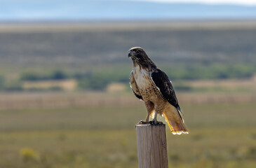 Red tailed hawk on fence post