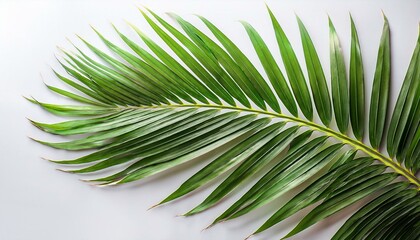 Obraz premium vibrant palm tree leaf isolated on a background showcasing natural beauty and tropical charm palm tree leaf isolated background