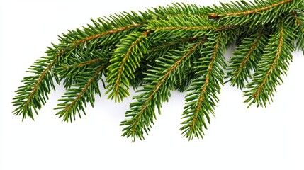 Pruning evergreen branches indoor setting botanical photography bright environment close-up nature's beauty