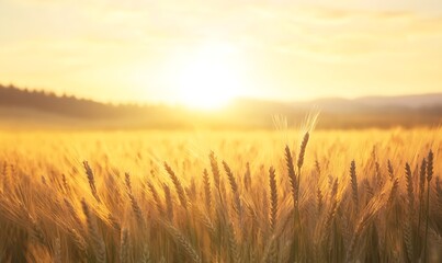 Fototapeta premium ahmadwahyuutomo776@gmail.com Golden wheat field at sunrise with gentle wind, capturing nature's tranquility and beauty.